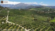 Agia Galini Kreta, Ag. Galini Olivenhain 130.000 m². Grundstück kaufen